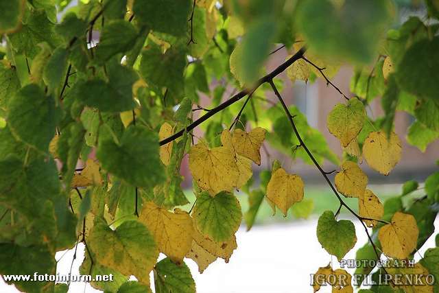 Золота осінь, кропивницький, фото игоря филипенко, 